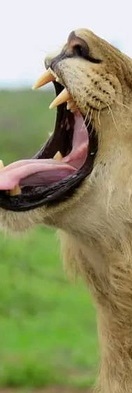 Waterhole