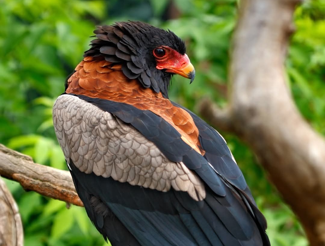 Bateleur eagle perched in the bush