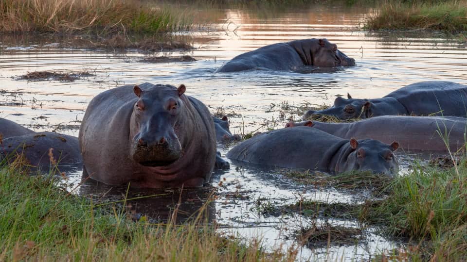 Hippos at sunset in the Okavango Delta