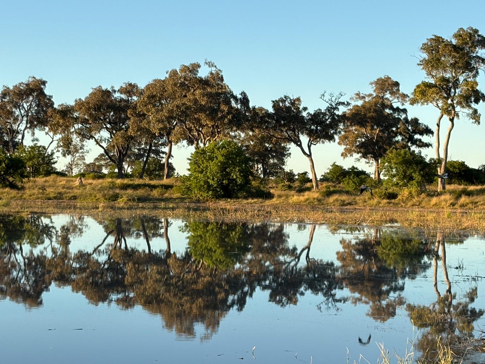 Okavango waterscape at golden hour